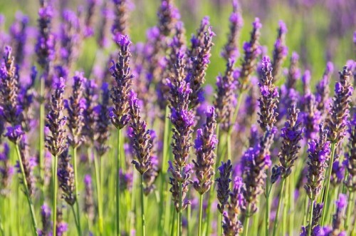 Fototapeta Lavender - lawenda 62