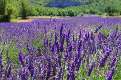 Fototapeta Lavender Feld - Lawendowe pole 106
