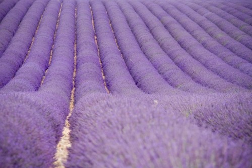 Fototapeta Lavender pola w pobliżu Valensole w Provence, Francja