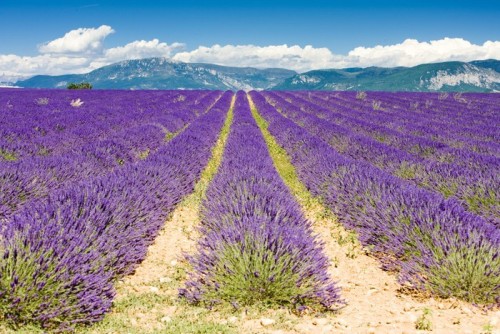 Fototapeta Lawendowego pola, Plateau de Valensole, Provence, Francja