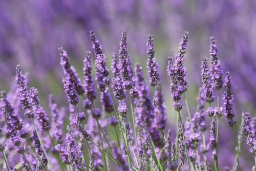 Fototapeta Lavender (# 2)