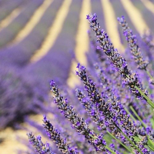 Fototapeta Lavender - lawenda 136