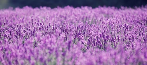 Fototapeta Purpurowe kwiaty lawendy w dziedzinie