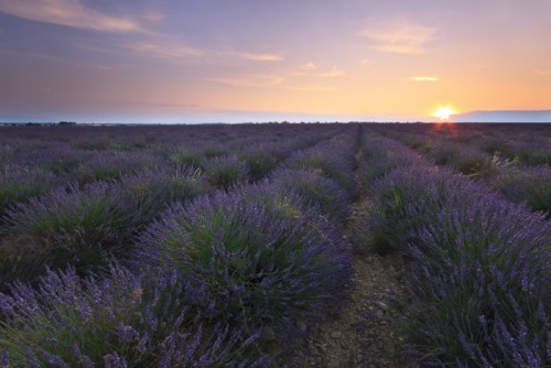 Fototapeta Wschód słońca nad pola lawendy - valensole