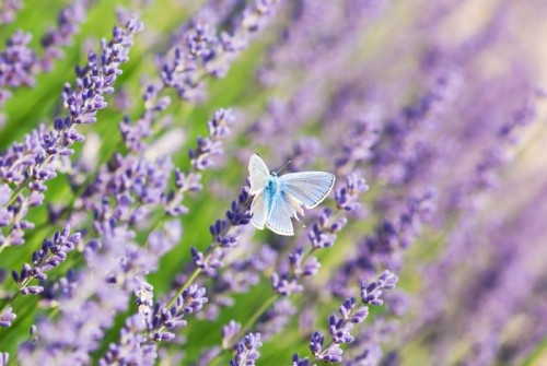 Fototapeta Błękitny motyl i kwiat lawendy