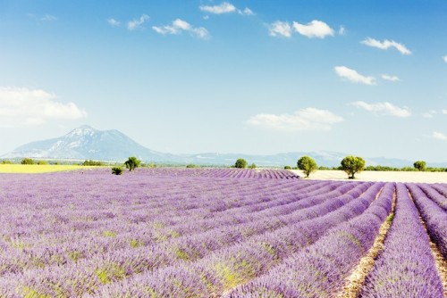 Fototapeta Lawendowego pola, Plateau de Valensole, Provence, Francja