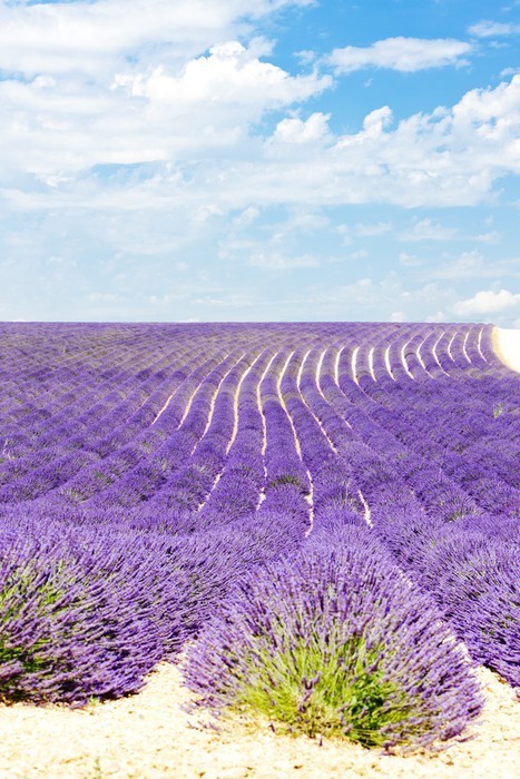 Fototapeta Lawendowego pola, Plateau de Valensole, Provence, Francja
