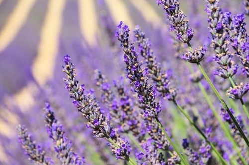 Fototapeta Lavender Feld - Lawendowe pole 17