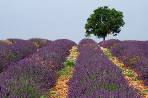 Fototapeta Valensole provence pola lawendy kwitła francja