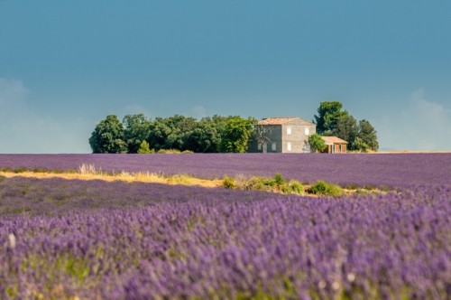 Fototapeta Lawendowego pola, Provence, Francja
