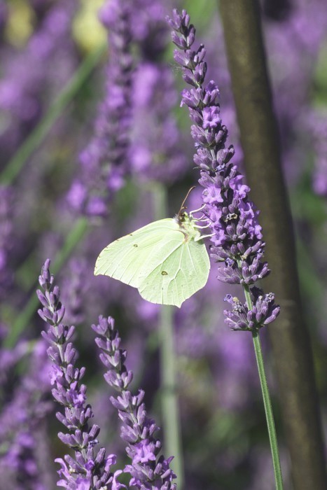 Fototapeta Motyl na lawendy
