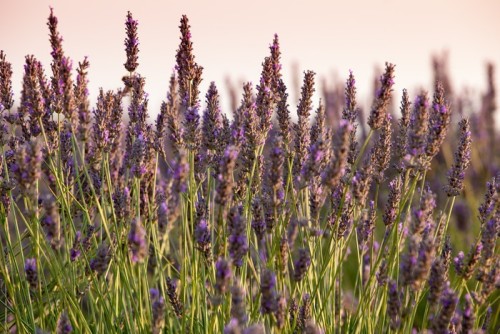 Fototapeta Kwitnąca lawenda, Plateau of Valensole, Provence, Francja