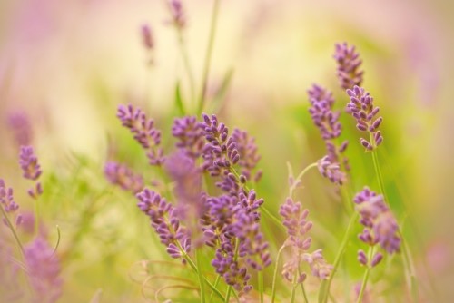 Fototapeta Lavender wiosną