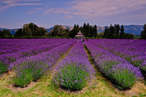 Fototapeta Lavender Dolina