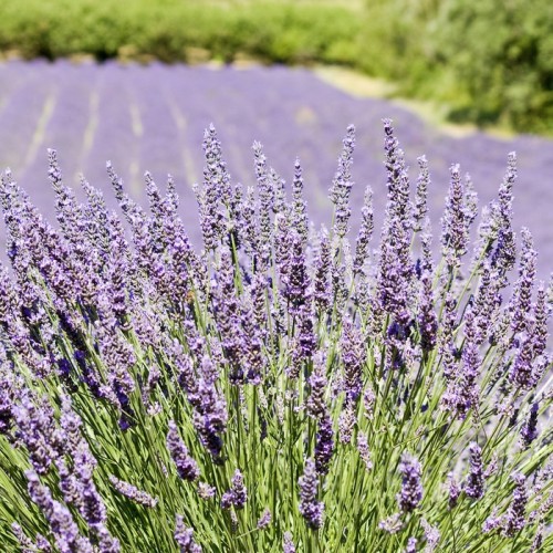 Fototapeta Lavender kwiat pola. Provence. Francja.