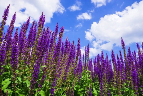 Fototapeta Lilac kwiaty na tle niebieskiego nieba