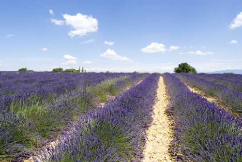 Fototapeta Lawendowe pole w Valensole, południowo-wschodniej Francji