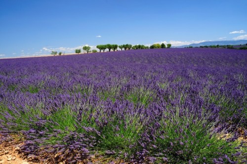 Fototapeta Lawendowego pola, Provence, Francja