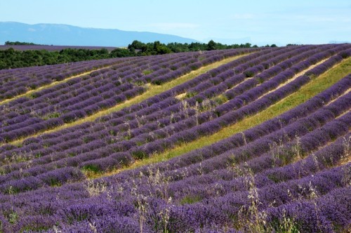 Fototapeta Pola lawendy. Provence, Francja