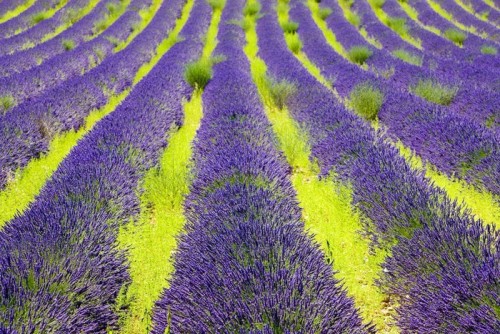 Fototapeta Lawendowego pola, Plateau de Valensole, Provence, Francja