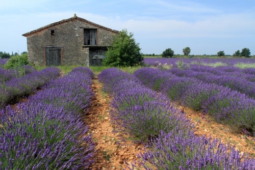 Fototapeta Valensole provence pola lawendy kwitła francja