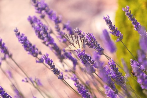 Fototapeta Motyl na Lavender Bush