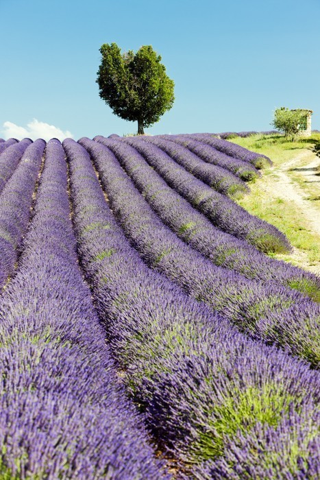Fototapeta Lawendowego pola, Plateau de Valensole, Provence, Francja