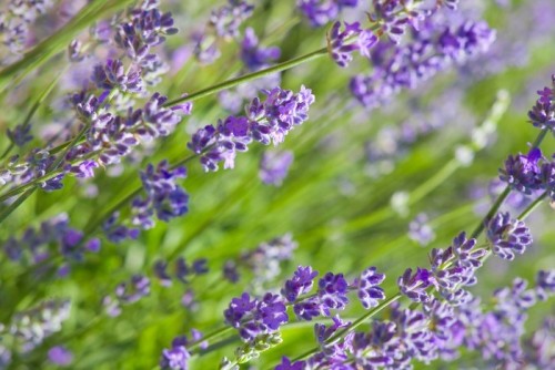 Fototapeta Lavender ramka