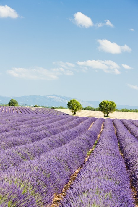 Fototapeta Lawendowego pola, Plateau de Valensole, Provence, Francja