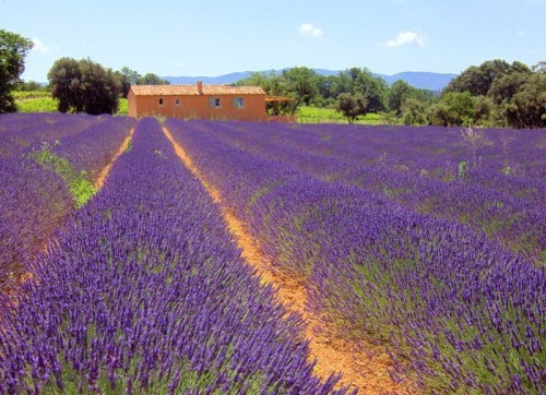 Fototapeta Lavender - lawenda 35