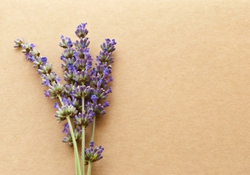Fototapeta Lavander