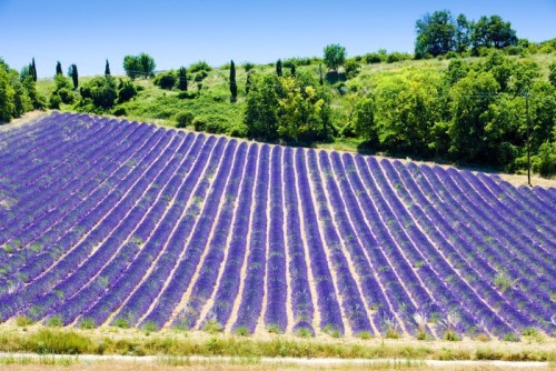 Fototapeta Lawendowego pola, Plateau de Valensole, Provence, Francja