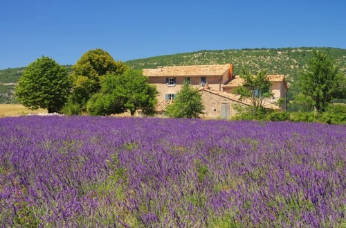 Fototapeta Lavender Feld - Lawendowe pole 103