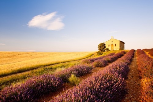 Fototapeta Kaplica z lawendy i ziarna pola, Plateau de Valensole, Pro
