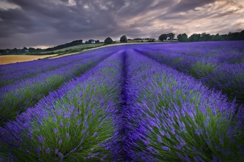 Fototapeta Lavender Zachód słońca 1