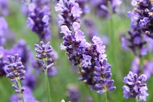Fototapeta Lavender Zamknij