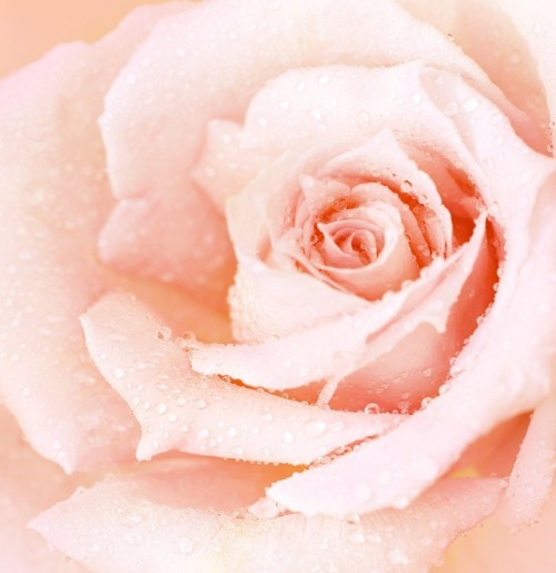 Fototapeta Wet Rose różowe tło