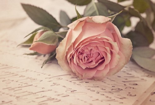 Fototapeta Pink Rose