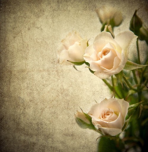 Fototapeta Texture rose