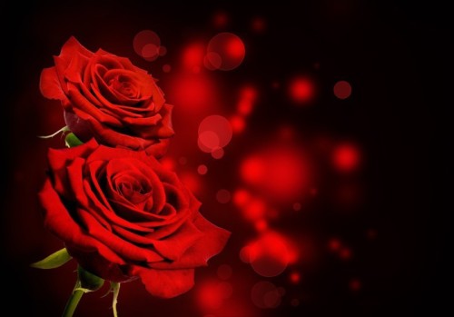 Fototapeta Czerwone róże w tle Valentine