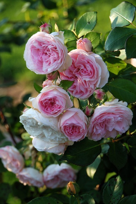 Fototapeta Różowy duftrose