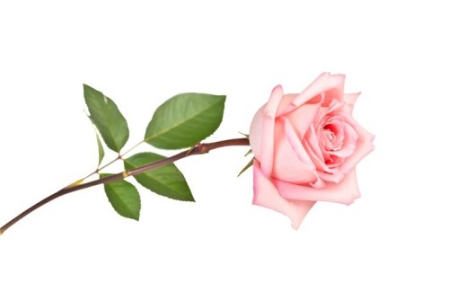 Fototapeta Pink Rose