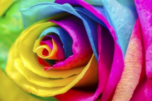 Fototapeta Poetic Rose