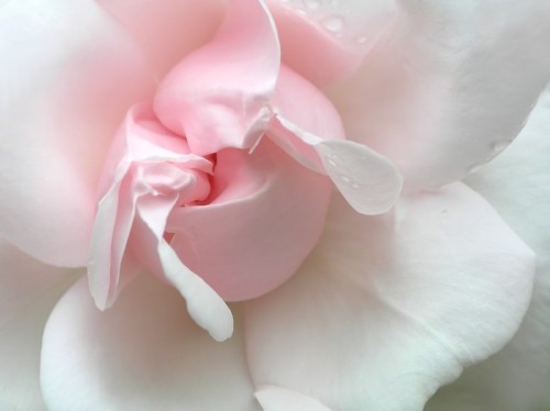 Fototapeta Pink Rose