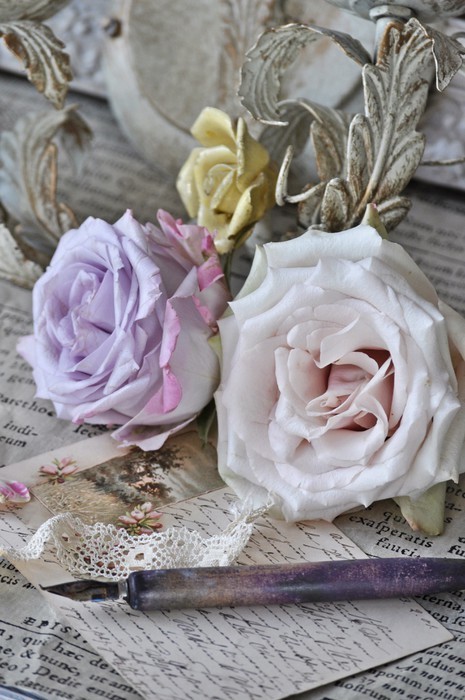 Fototapeta Vintage Rose
