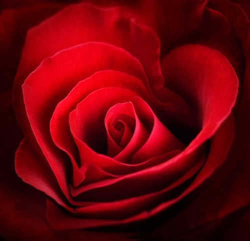 Fototapeta Valentine czerwona róża. w kształcie serca