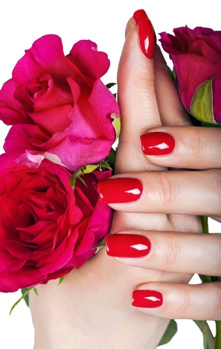 Fototapeta Czerwony manicure na rękach kobiety z czerwonych róż.