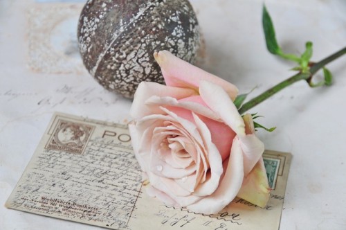 Fototapeta Vintage Rose