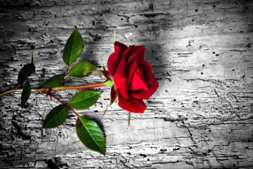Fototapeta Su fondo rosa rossa b / n