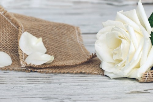 Fototapeta White Rose